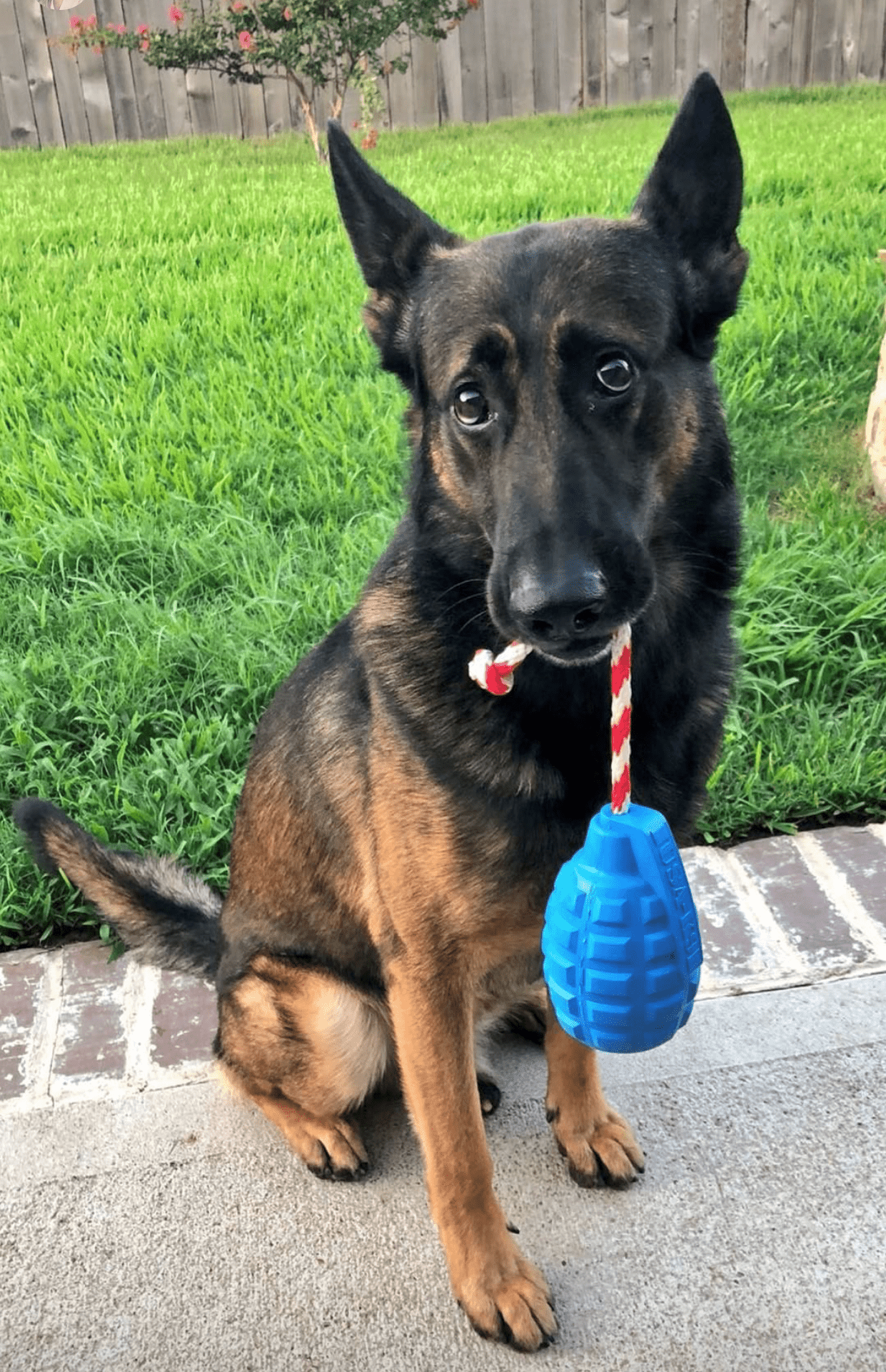 SodaPup K9-Durable Gernade Rubber Chew and Treat Dispenser Toy.