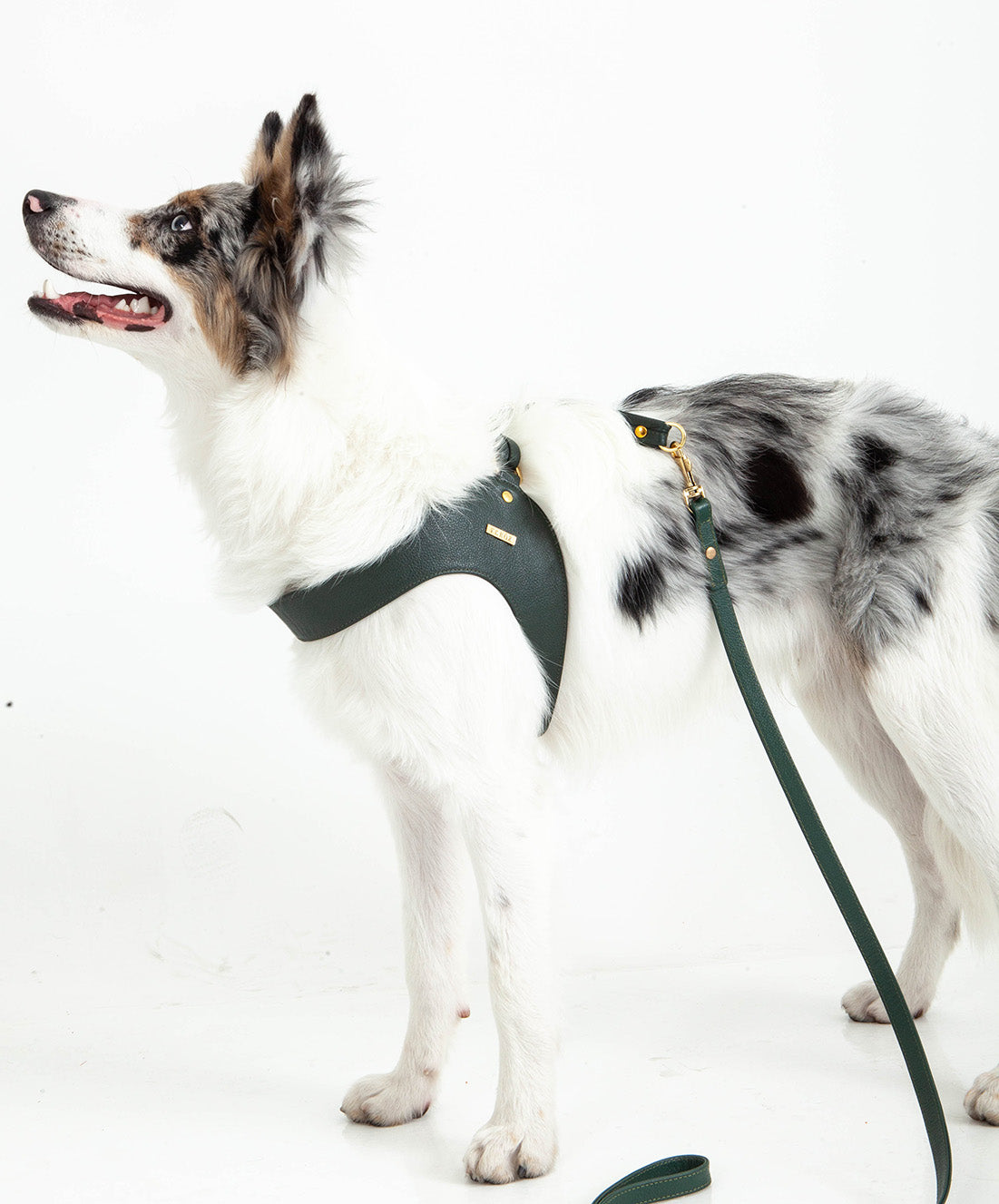 Feroz Leather Dog Harness